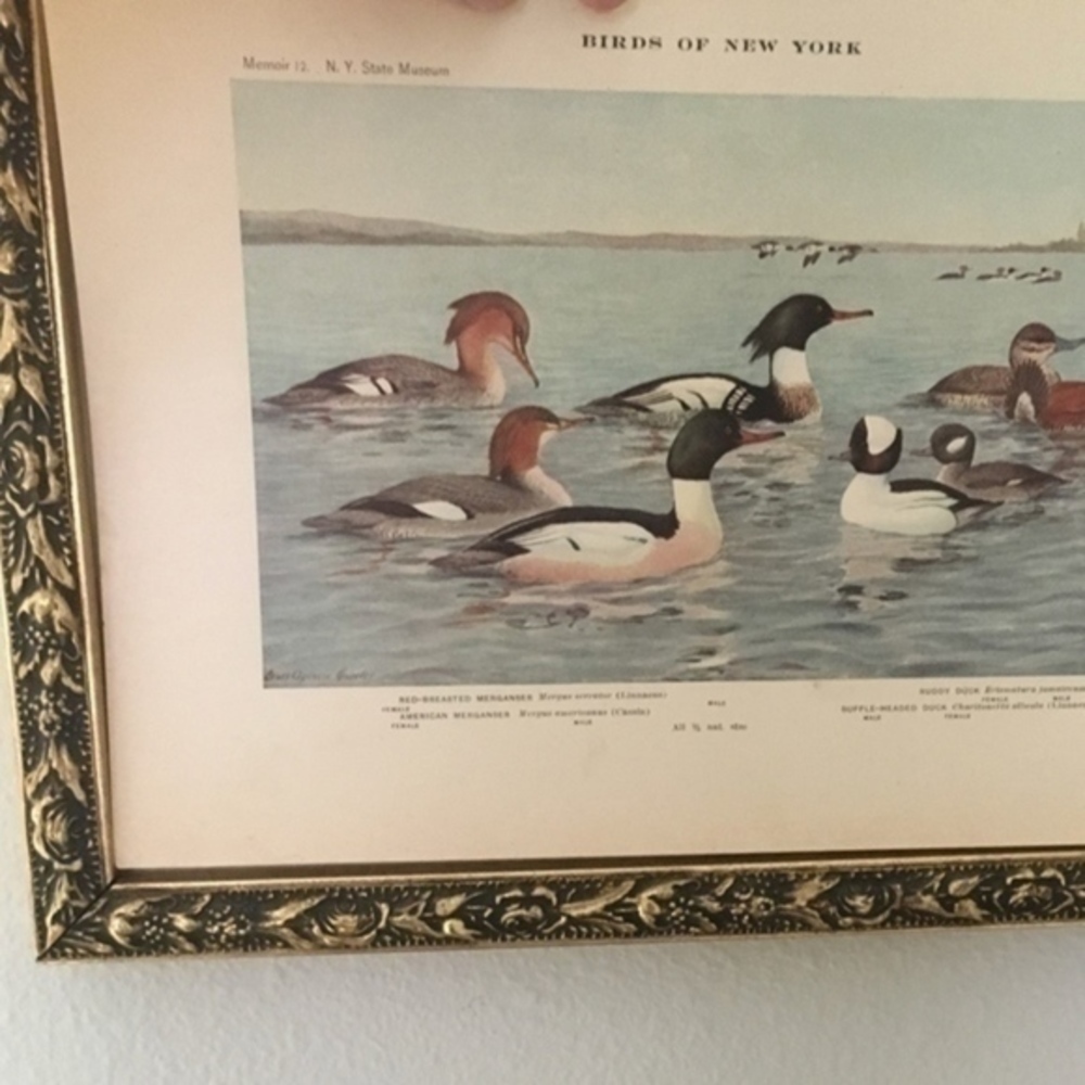 🖤5/$25 Antique Ornithological Bird Print Original Ducks